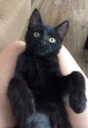 Piper