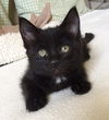 Piper