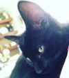 Piper