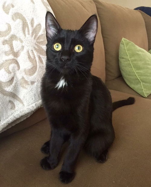 Piper