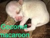 Sugar Cookie's puppy Coconut Macaroon