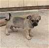 Abra's pup Pidgey