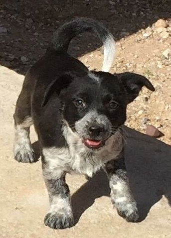 Jamaica's pup Kokomo