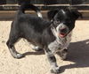 Jamaica's pup Kokomo