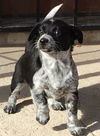Jamaica's pup Kokomo