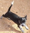 Jamaica's pup Kokomo