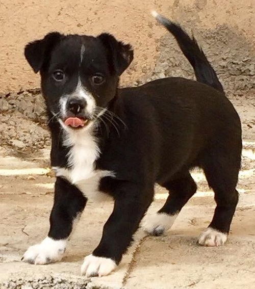Jamaica's pup Bahama
