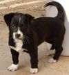Jamaica's pup Bahama