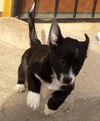 Jamaica's pup Bahama