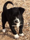 Jamaica's pup Bahama