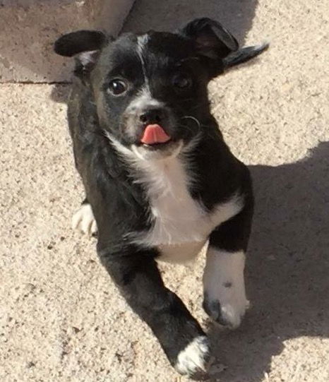 Jamaica's pup Montego