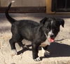 Jamaica's pup Montego