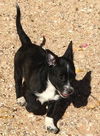 Jamaica's pup Montego