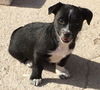 Jamaica's pup Montego