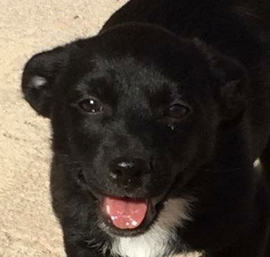 Jamaica's pup Martinique