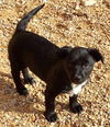 Jamaica's pup Martinique