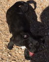 Jamaica's pup Martinique