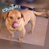 Chapo