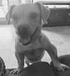 Chapo