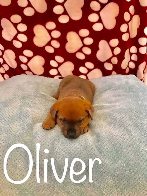 PP - Oliver