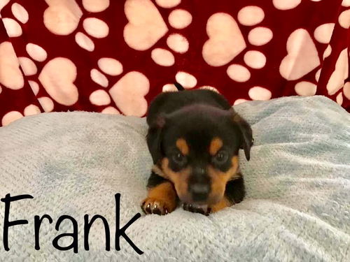PP - Frank