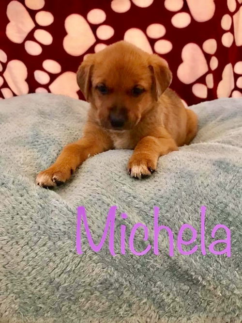 PP - Michela
