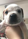 Gaia's pup Ares