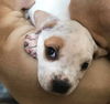 Gaia's pup Ares