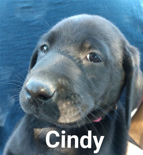 Baby's puppy Cindy