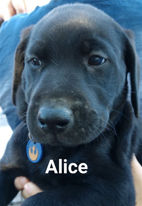 Baby's puppy Alice