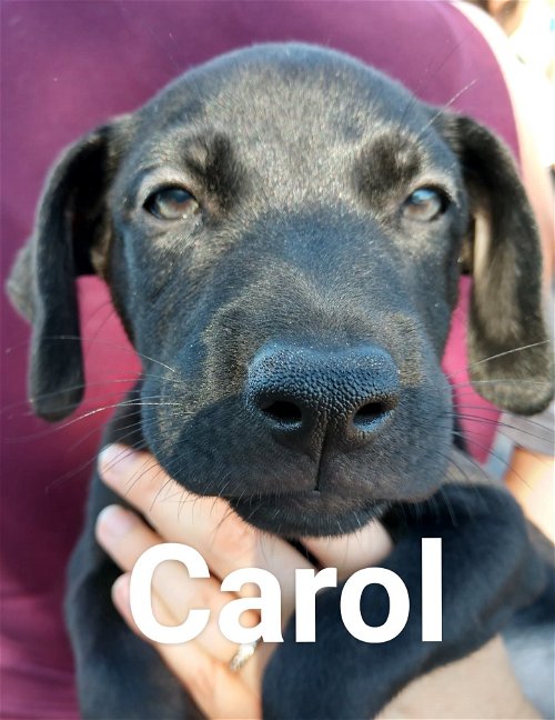 Baby's puppy Carol