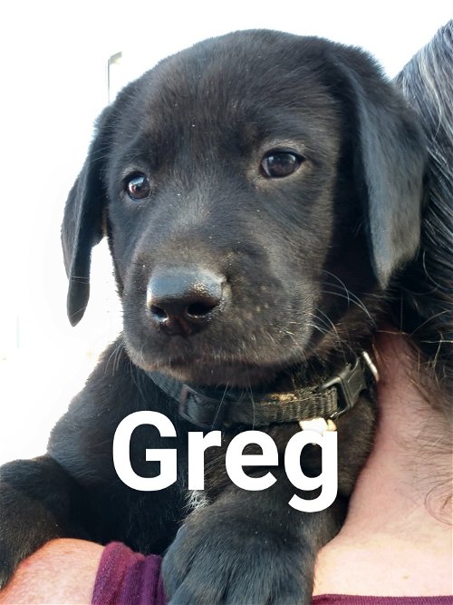 Baby's puppy Greg