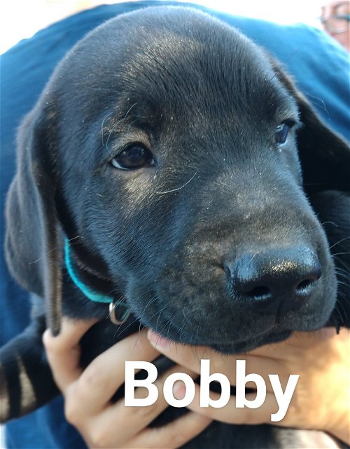 Baby's puppy Bobby