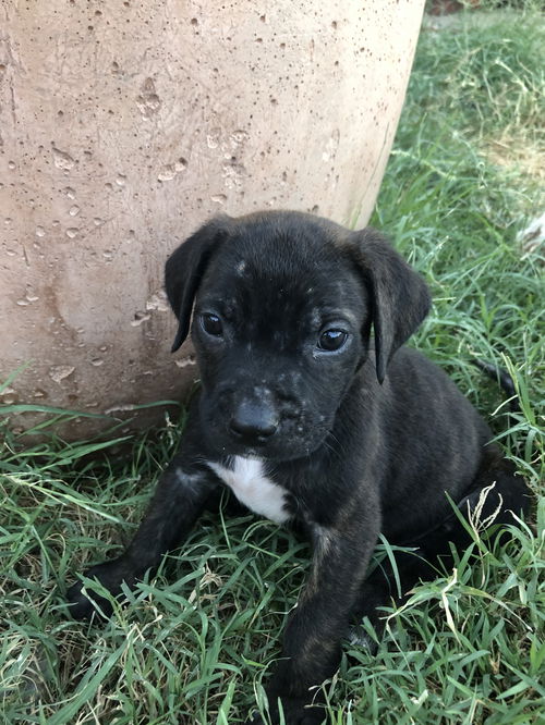 Rigby