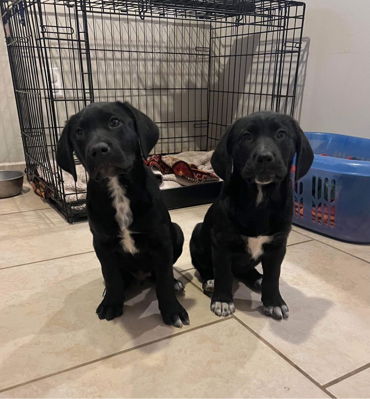 Dog For Adoption - Wednesday, A Black Labrador Retriever In Oro Valley 