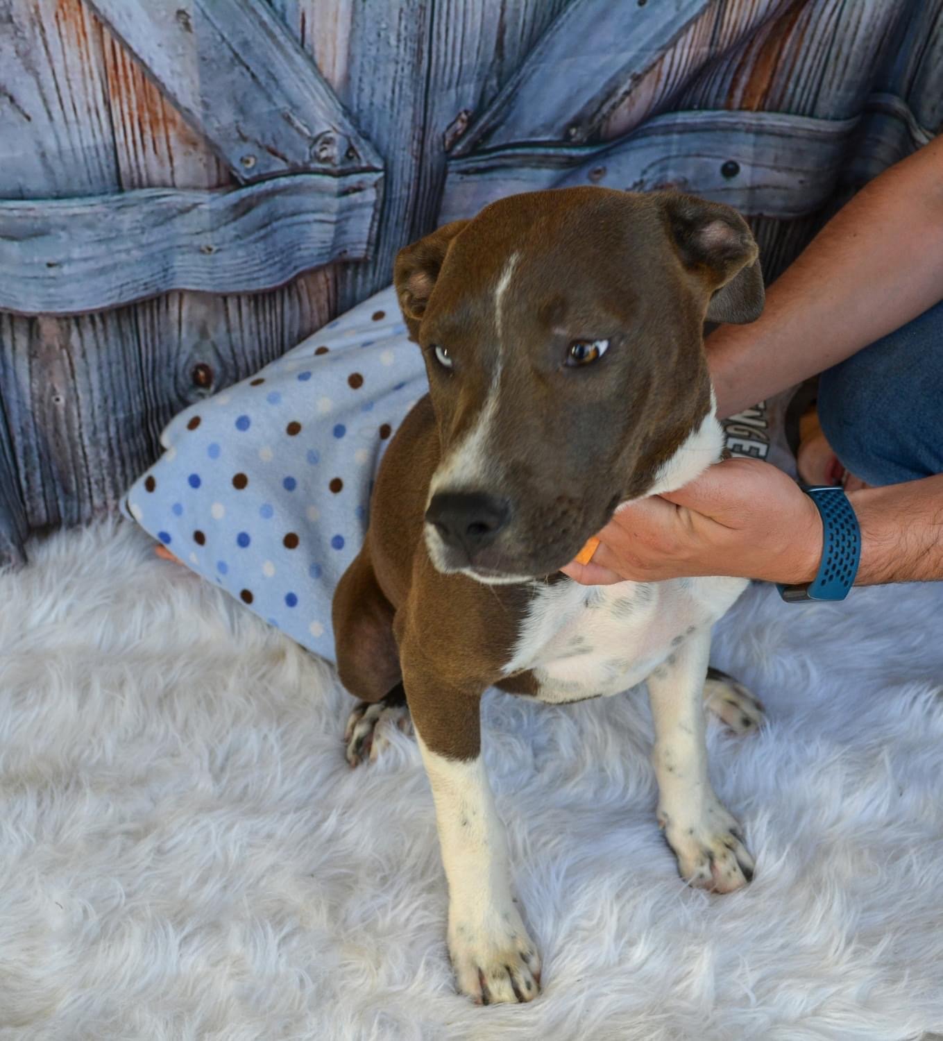 adoptable Dog in Tucson, AZ named Henry