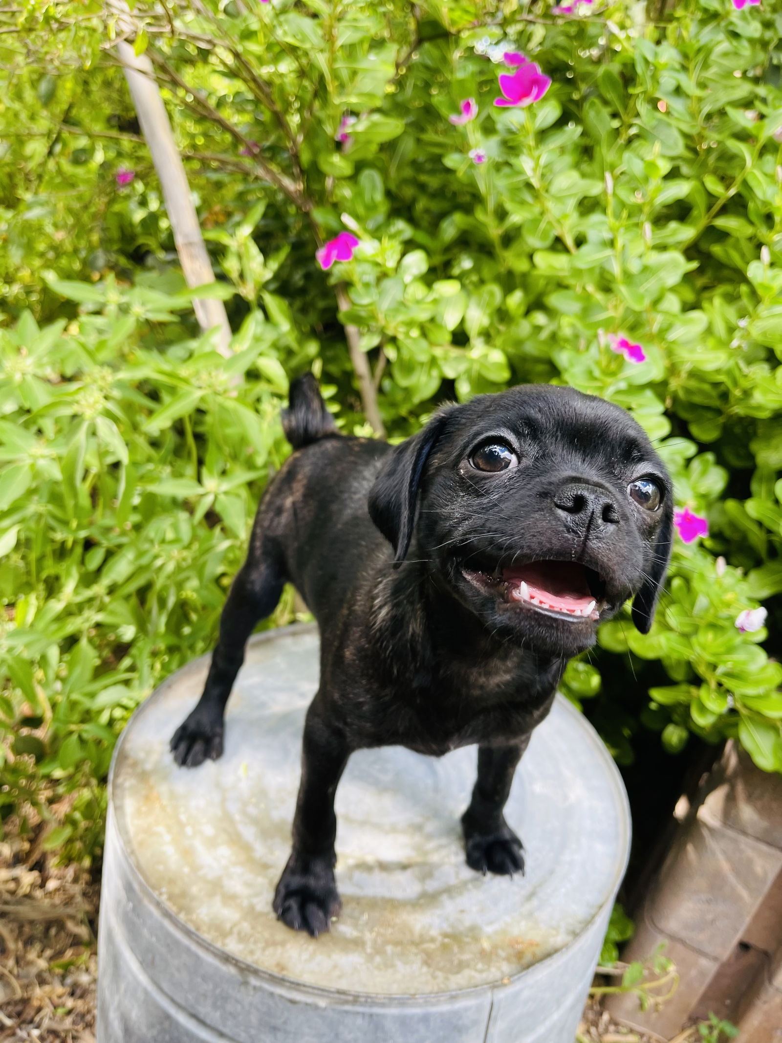 adoptable Dog in Tucson, AZ named Genevieve