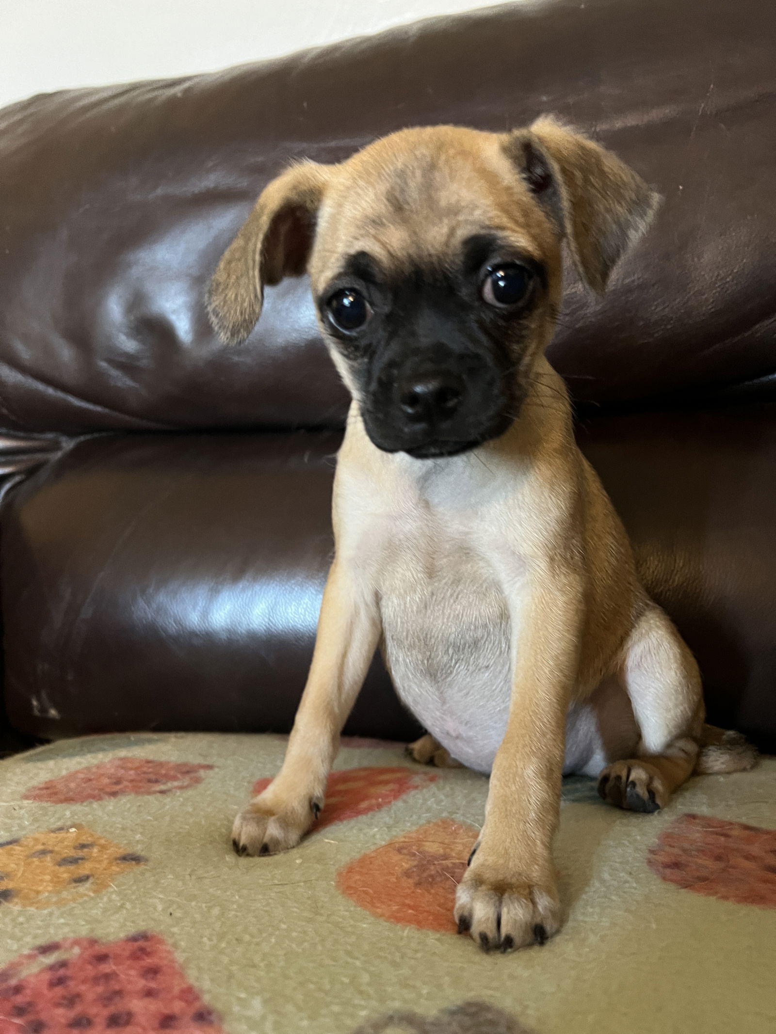 adoptable Dog in Tucson, AZ named Izza