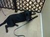 Roxie