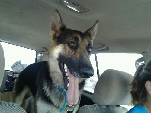 Rex
