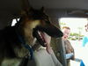 Rex