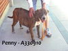 Penny