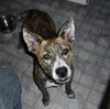 Penny