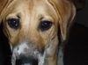 Charlie