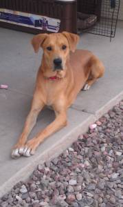Prince