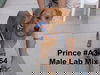Prince