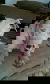 Jake