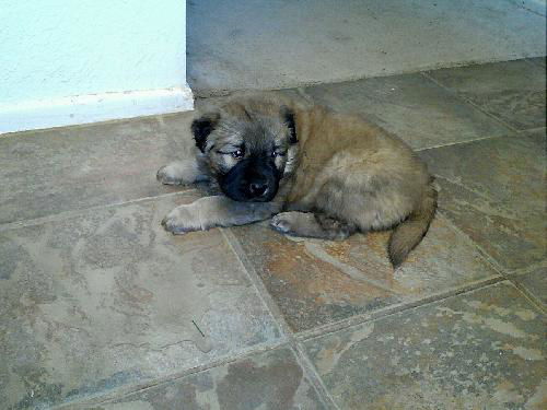 Pudgy