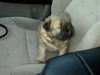 Pudgy