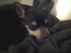 Reese